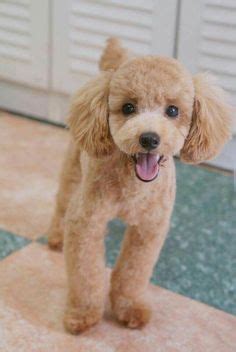 8 Best Miniature poodle grooming ideas | poodle grooming, poodle ...