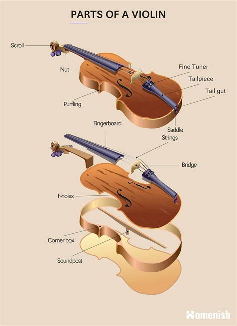 Parts of a Violin (Full Diagram Explored) - Homenish | Violin, Violin sizes, Violin instrument