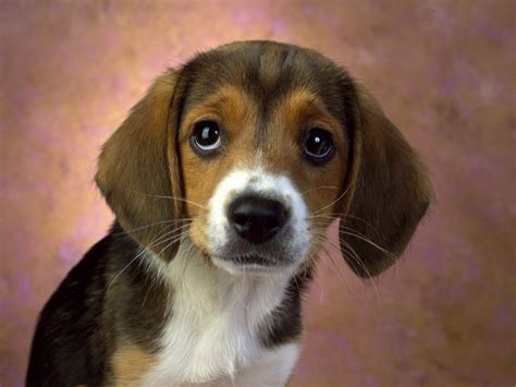 Hound Dogs Wallpaper: Beagle puppy dog :) | Beagle dog, Cute beagles ...