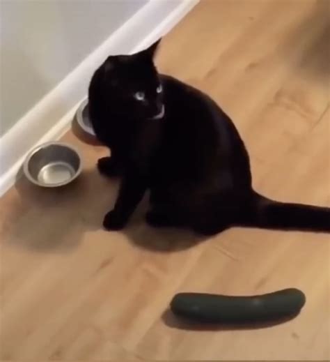 The fascinating cause why cats are afraid of cucumbers | Runic Pets