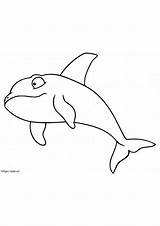 Orca Killer Whale Coloring Page Abc Worksheet sketch template