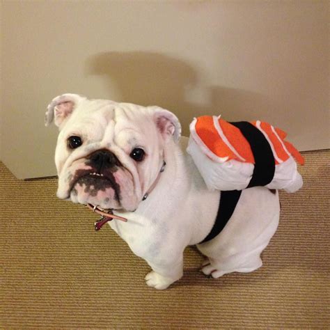 Blog | Bulldogology | Bulldog halloween costumes, Bulldog, Pet costumes