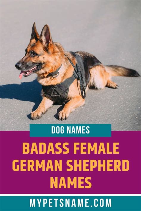 Badass Female German Shepherd Names in 2020 | Female german shepherd, German shepherd names ...