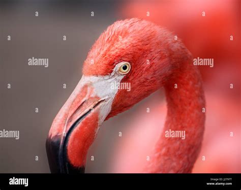 hoto of a beautiful portrait of a red flamingo Stock Photo - Alamy
