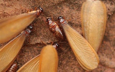 termite swarm outside house - Reita Flagg