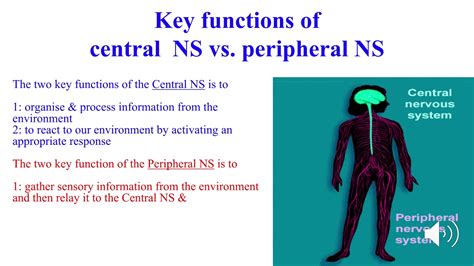 Central vs. Peripheral NS - VCE Psychology - YouTube