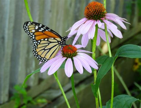 It's All About Purple: The Monarch Butterflies