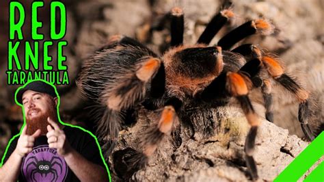 How To Keep the Mexican Red Knee Tarantula Brachypelma hamorii - YouTube