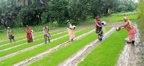 Women find a role in Bangladesh’s agricultural mechanization sector ...