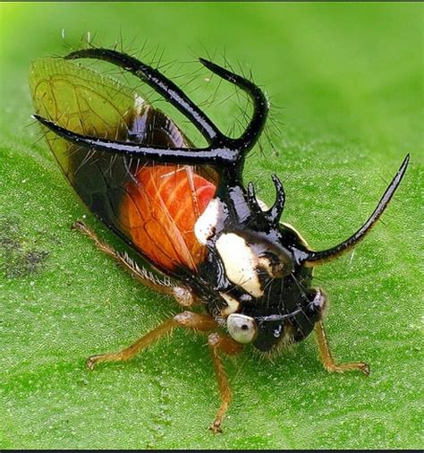 Treehopper : Cyphonia trifida, Membracidae - Photography : Andreas Kay ...