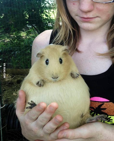 Have you ever seen a pregnant guinea pig? - 9GAG