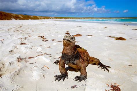 15 Best Galapagos Islands Tours - The Crazy Tourist