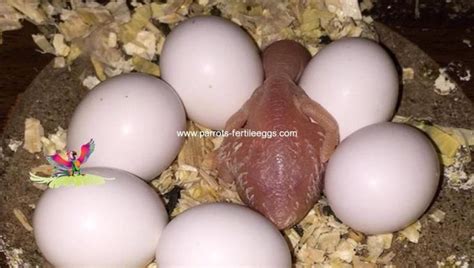 Toucan Eggs | Eggs for sale, Eggs, Cockatoo