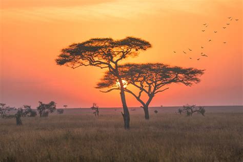 Serengeti National Park (Official GANP Park Page)