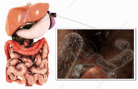 Stomach Bacteria - Stock Image - C007/9331 - Science Photo Library