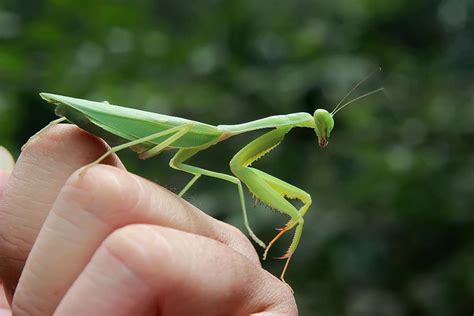 What Does It Mean When A Praying Mantis Is At Your Door?