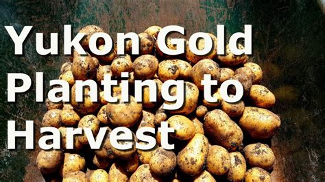 Yukon Gold Potatoes - Planting to Harvest - YouTube