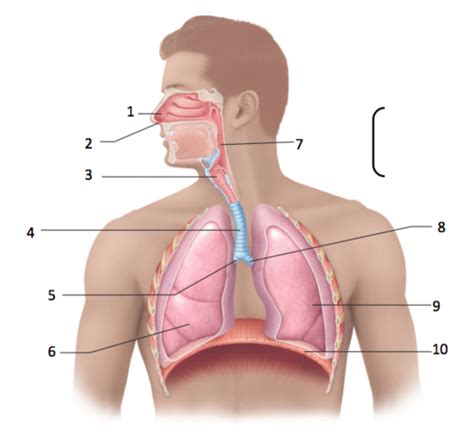 Respiratory Anatomy Flashcards | Quizlet