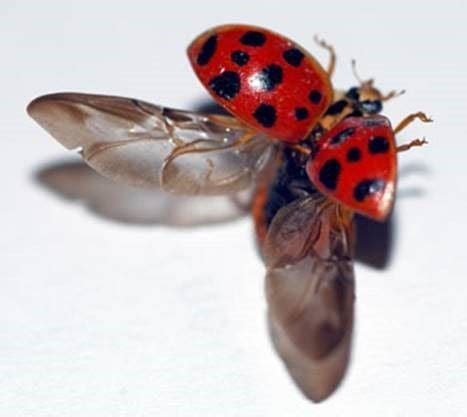 Lady beetles: another sign of spring | Recreation | theworldlink.com