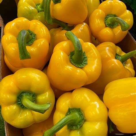 Yellow Pepper - Woodbridge Greengrocers