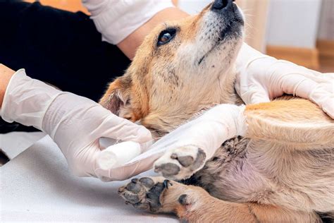 The Most Common Hiking-Related Dog Injuries, According To An ER Vet ...