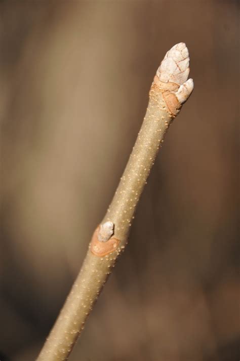 A Year With the Trees: Bottlebrush Buckeye - Aesculus parviflora