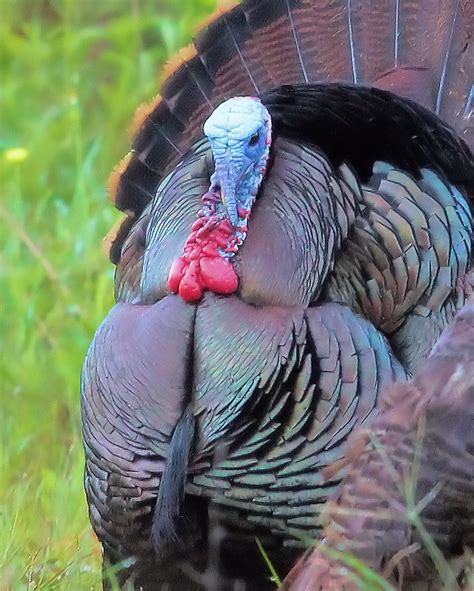 Gobbler in Love – Photo Contest – The National Wild Turkey Federation's Live, Wild Turkey ...