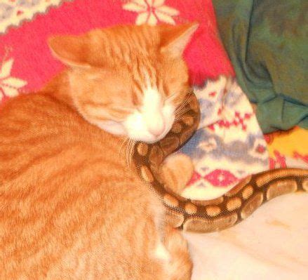 A cat and snake cuddling | Smithsonian Photo Contest | Smithsonian Magazine