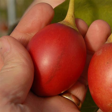 Tamarillo Tree Tomato Seed (Solanum betaceum)