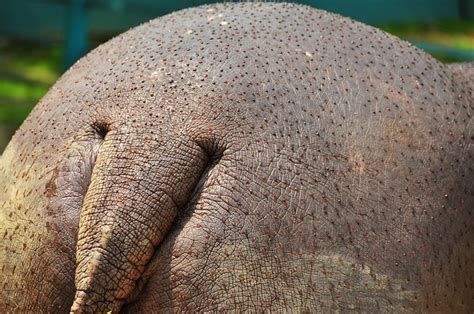 Yes, Hippos’ Sweat Is Red, But It’s Not Blood | IFLScience