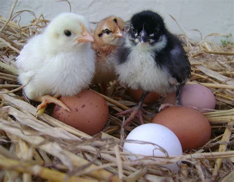 Hatching Eggs - Large Fowl