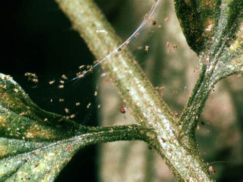 Spider Mites in the Garden | HGTV