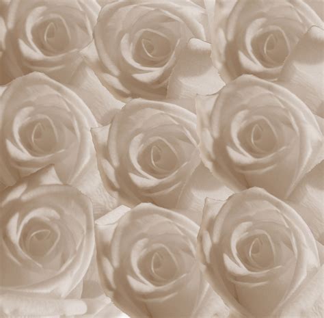 White Roses Free Stock Photo - Public Domain Pictures