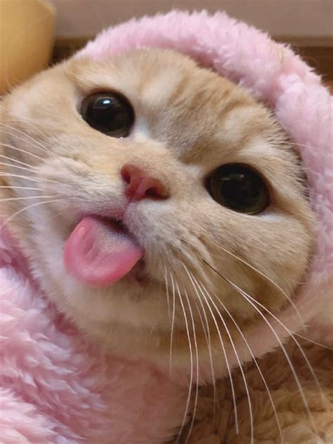 cat with tongue out emoji - Britany Cooley