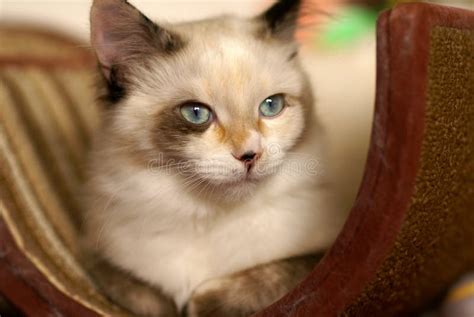 12+ Ragdoll Persian Ragdoll Snowshoe Cat - Furry Kittens