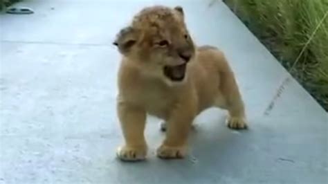 Tiny lion cub tries his best to roar, but sound he makes has internet in hysterics