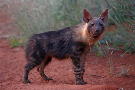 Brown Hyena: Is This Animal Endangered?