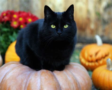 Best Black Cat Names - The Ultimate List (109 ideas!)