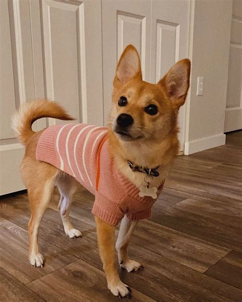 The Shiba Inu Chihuahua Mix: Tiny, Sweet, But Never Discreet