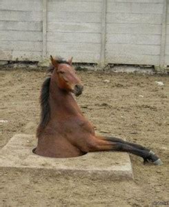 Create meme "Fat horse (Fat horse , fat horse , look at my horse ...