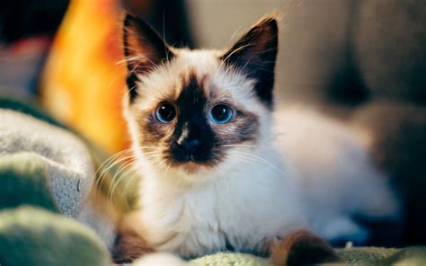 +45 Adorable Siamese Cat Wallpapers in 2020 | Cat breeds, Cat pics, Kittens cutest