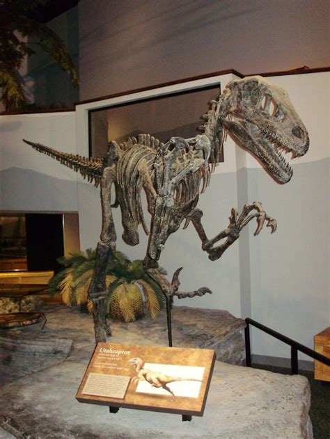 Utahraptor, Museum Of Ancient Life, Lehi, Utah. Picture taken by Chester Harris