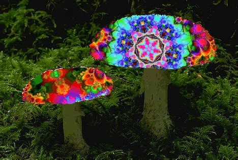 magic mushrooms psychedelic gif | WiffleGif
