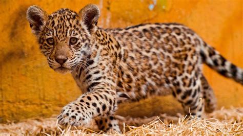 Baby Jaguar Animal Wallpaper