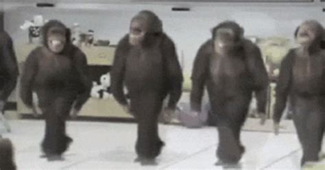 Dancing Monkeys GIF - Dancing Monkeys Chimpanzee - Discover & Share GIFs