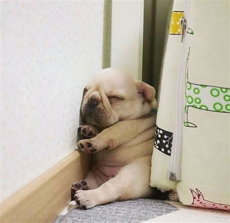 50 Times Dogs Managed To Fall Asleep In Awkwardly Funny Positions