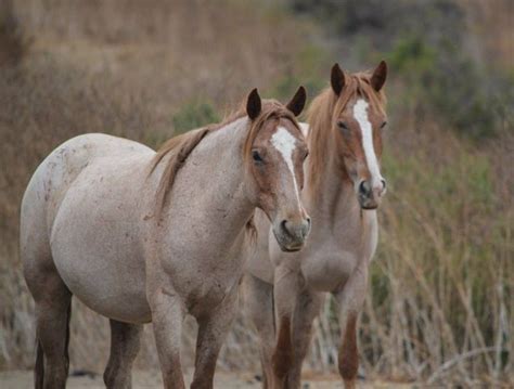 A pair of Strawberry Roans | Pretty horses, Beautiful horses, Horse photos