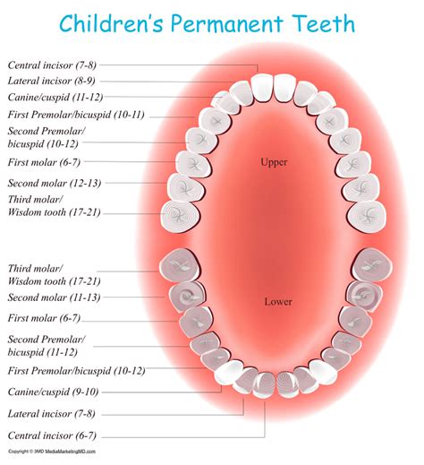 Permanent Tooth Eruption In Children - Kids Dental Online - Plano & Carrollton