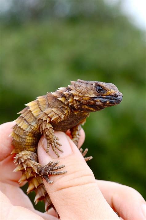 Dragon armadillo lizard for sale - homeslawpc