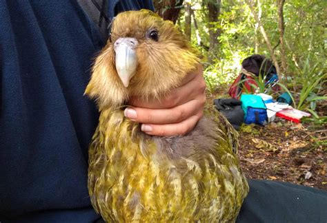 The cute and chubby kakapo, also called owl parrot, is a species of large, nocturnal, ground ...